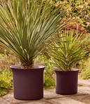 june tulip 47cm vintage plum